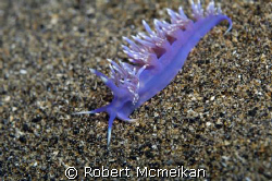Another nice beastie from my Lanzarote trip by Robert Mcmeikan 